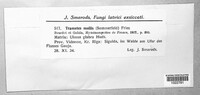 Podofomes mollis image